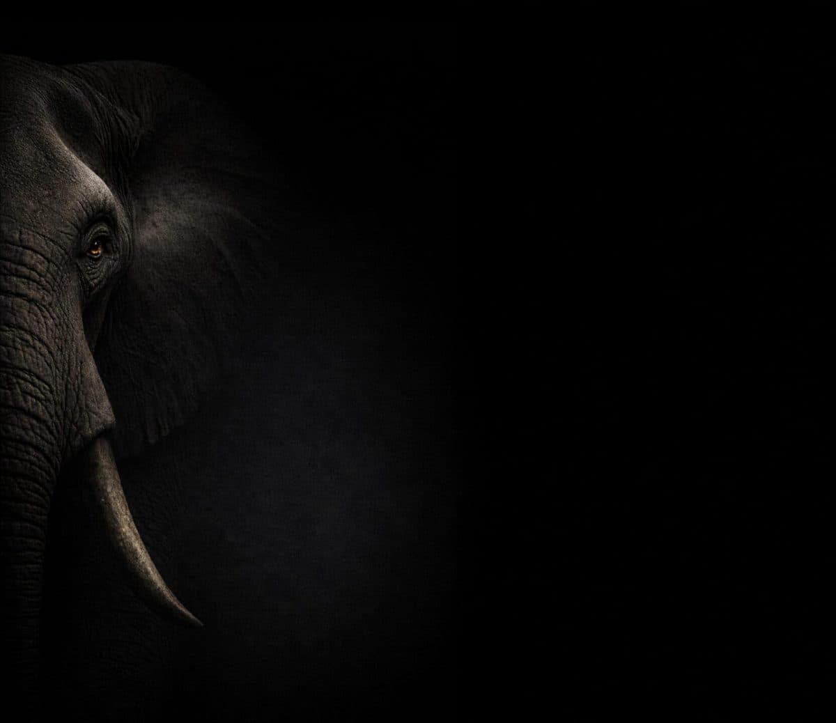 Elefant – Heartwork Leadership, das Buch von Felix Klemme